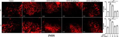 Corrigendum: Effect of chlorogenic acid supplementation in MPTP-intoxicated mouse